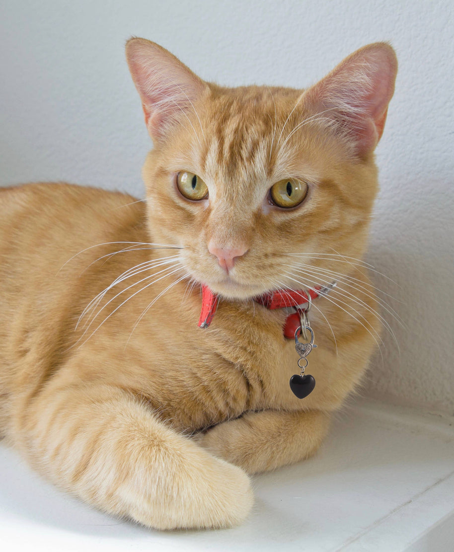 Black Obsidian Heart Crystal Pet Charm