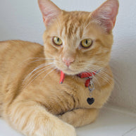 Black Obsidian Heart Crystal Pet Charm