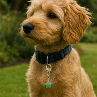 Green Aventurine Star Crystal Pet Charm
