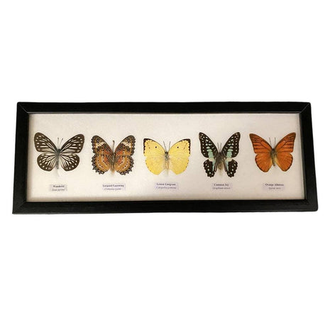 Butterfly Mounted Under Glass, Landscape, Assorted: 5 Butterflies 38x13x2cm