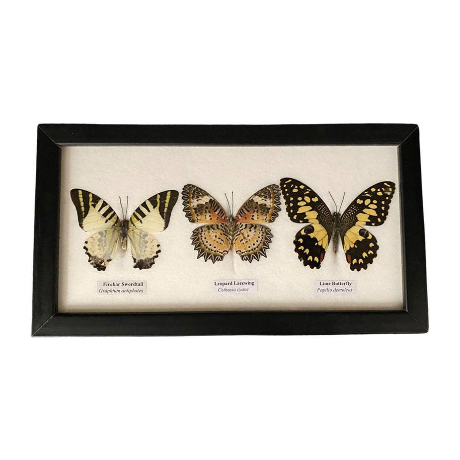 Butterfly Mounted Under Glass, Landscape, Assorted: 5 Butterflies 38x13x2cm