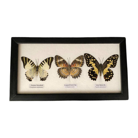 Butterfly Mounted Under Glass, Landscape, Assorted: 5 Butterflies 38x13x2cm