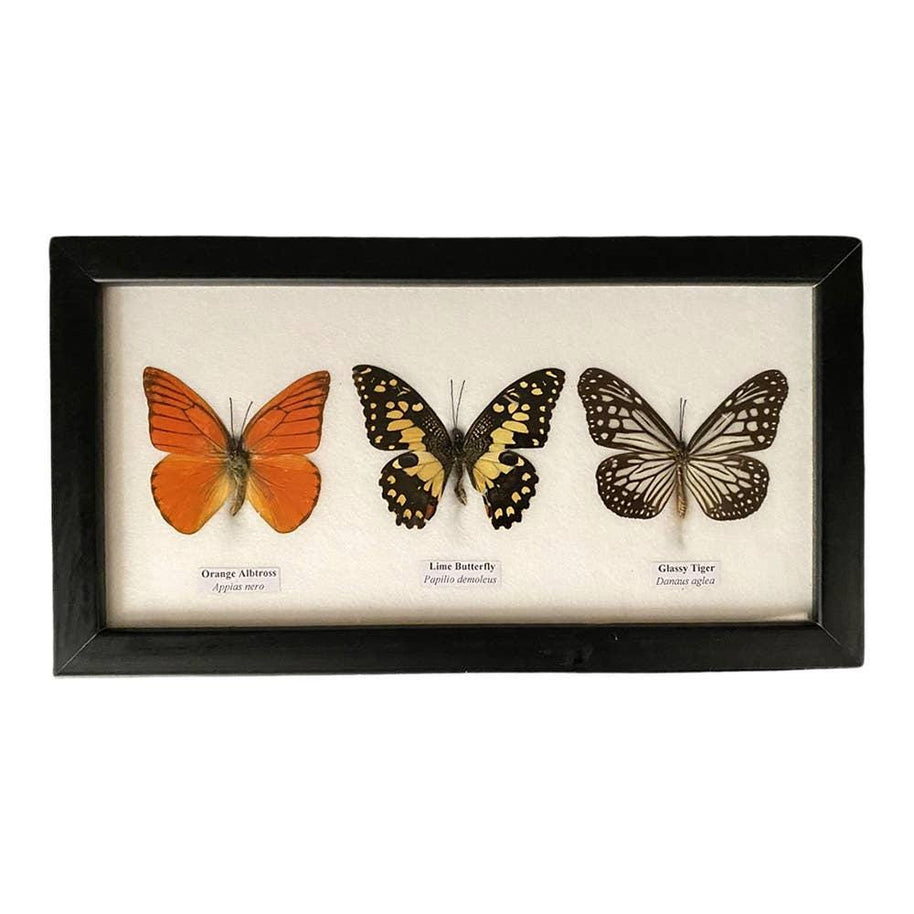 Butterfly Mounted Under Glass, Landscape, Assorted: 5 Butterflies 38x13x2cm