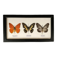 Butterfly Mounted Under Glass, Landscape, Assorted: 5 Butterflies 38x13x2cm
