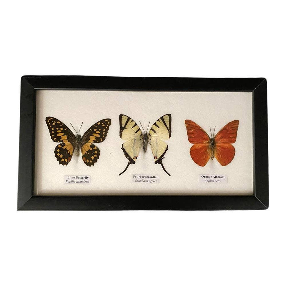 Butterfly Mounted Under Glass, Landscape, Assorted: 5 Butterflies 38x13x2cm