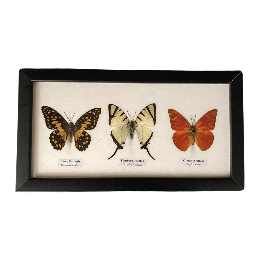 Butterfly Mounted Under Glass, Landscape, Assorted: 5 Butterflies 38x13x2cm
