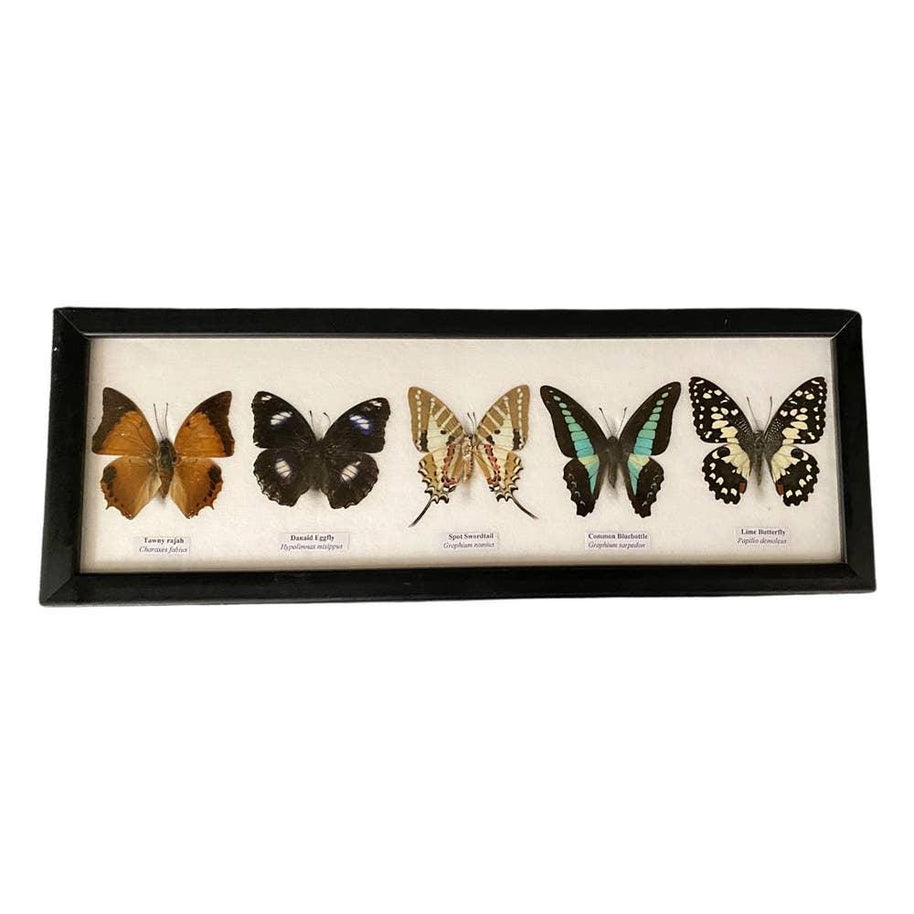 Butterfly Mounted Under Glass, Landscape, Assorted: 5 Butterflies 38x13x2cm