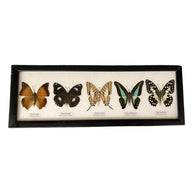 Butterfly Mounted Under Glass, Landscape, Assorted: 5 Butterflies 38x13x2cm