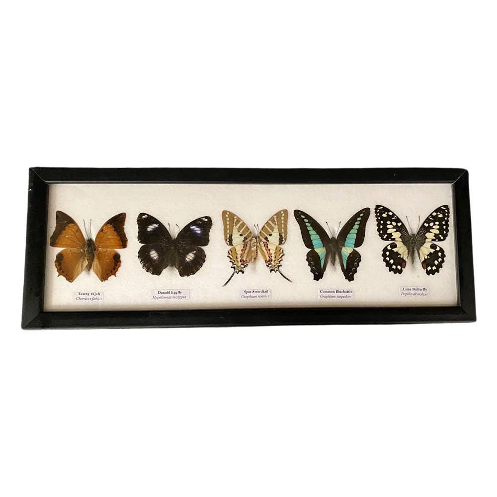 Butterfly Mounted Under Glass, Landscape, Assorted: 5 Butterflies 38x13x2cm