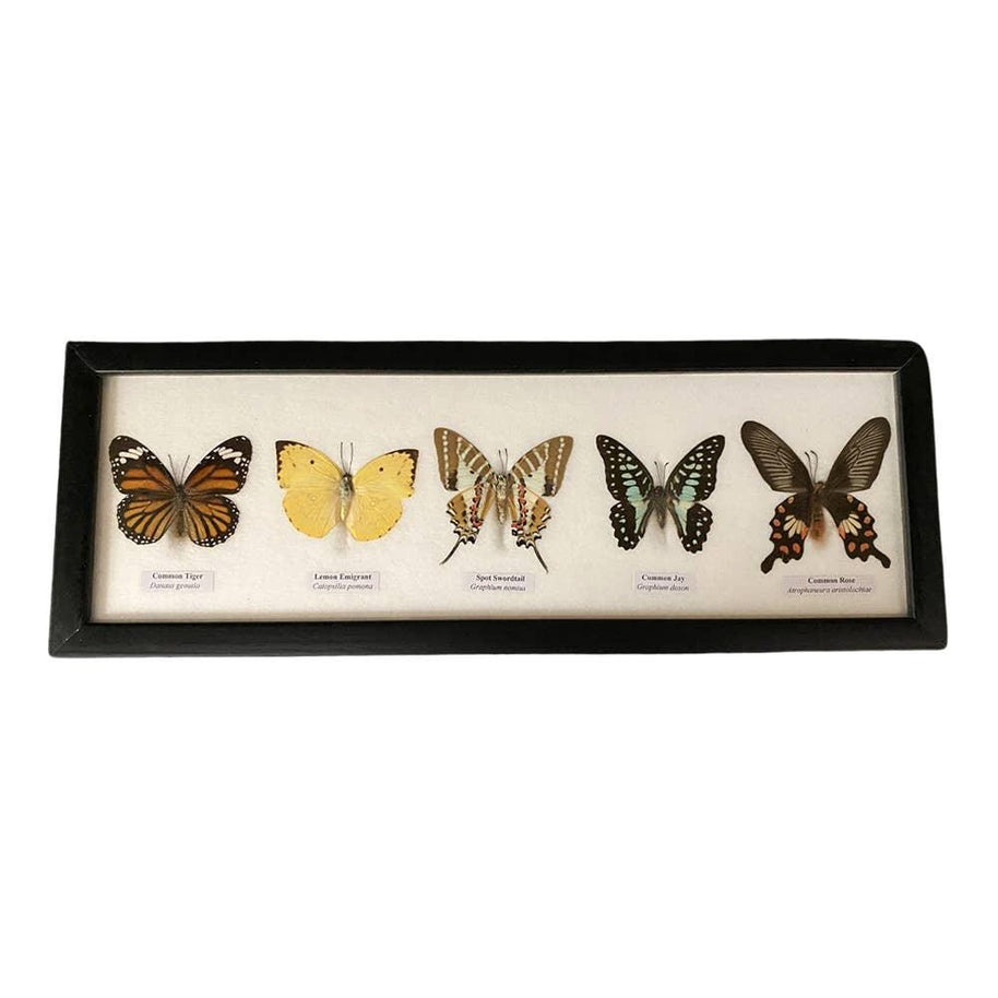 Butterfly Mounted Under Glass, Landscape, Assorted: 5 Butterflies 38x13x2cm